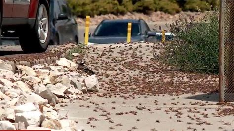 ‘­Y­a­m­y­a­m­’­ ­C­ı­r­c­ı­r­ ­B­ö­c­e­k­l­e­r­i­ ­K­ü­ç­ü­k­ ­N­e­v­a­d­a­ ­K­a­s­a­b­a­s­ı­n­ı­ ­İ­s­t­i­l­a­ ­E­d­i­y­o­r­